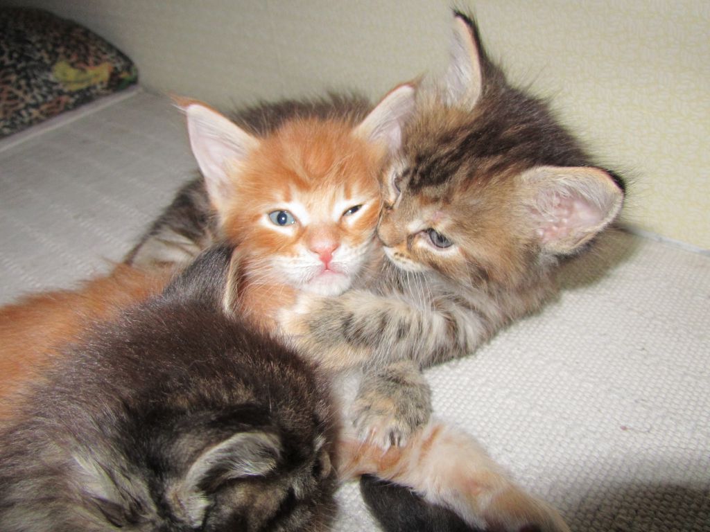 Котята мейн кун (IMG_1789)