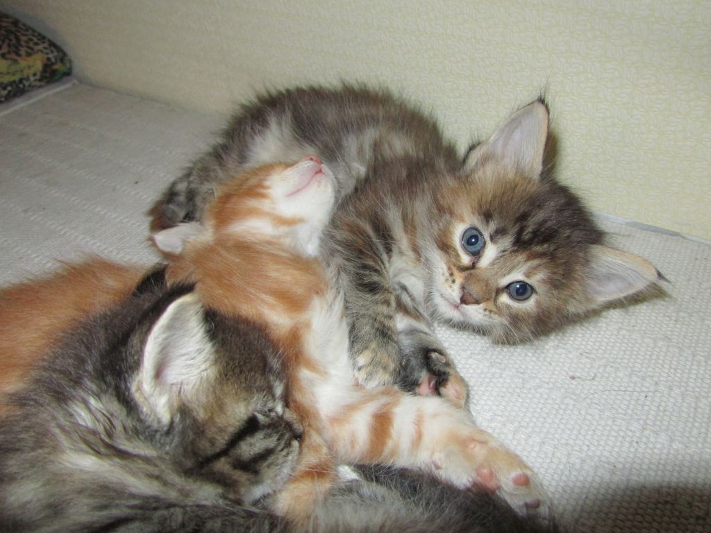 Котята мейн кун (IMG_1791)