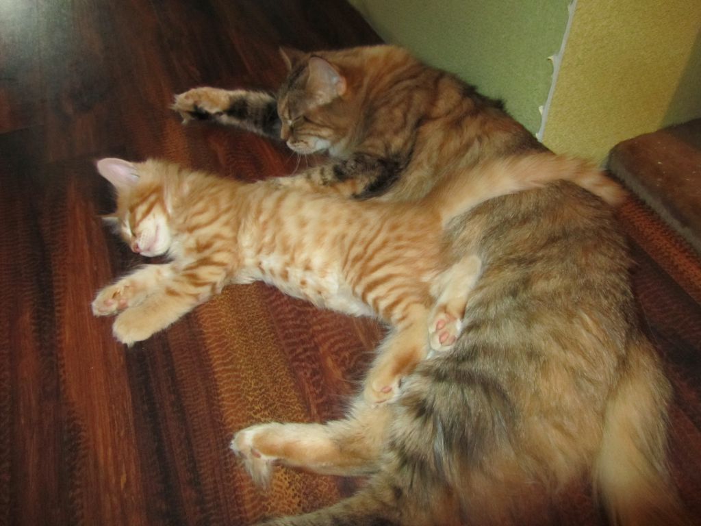 Котята мейн кун (IMG_0758)