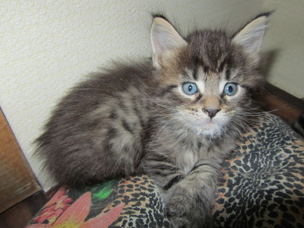 Котята мейн кун (IMG_1799)