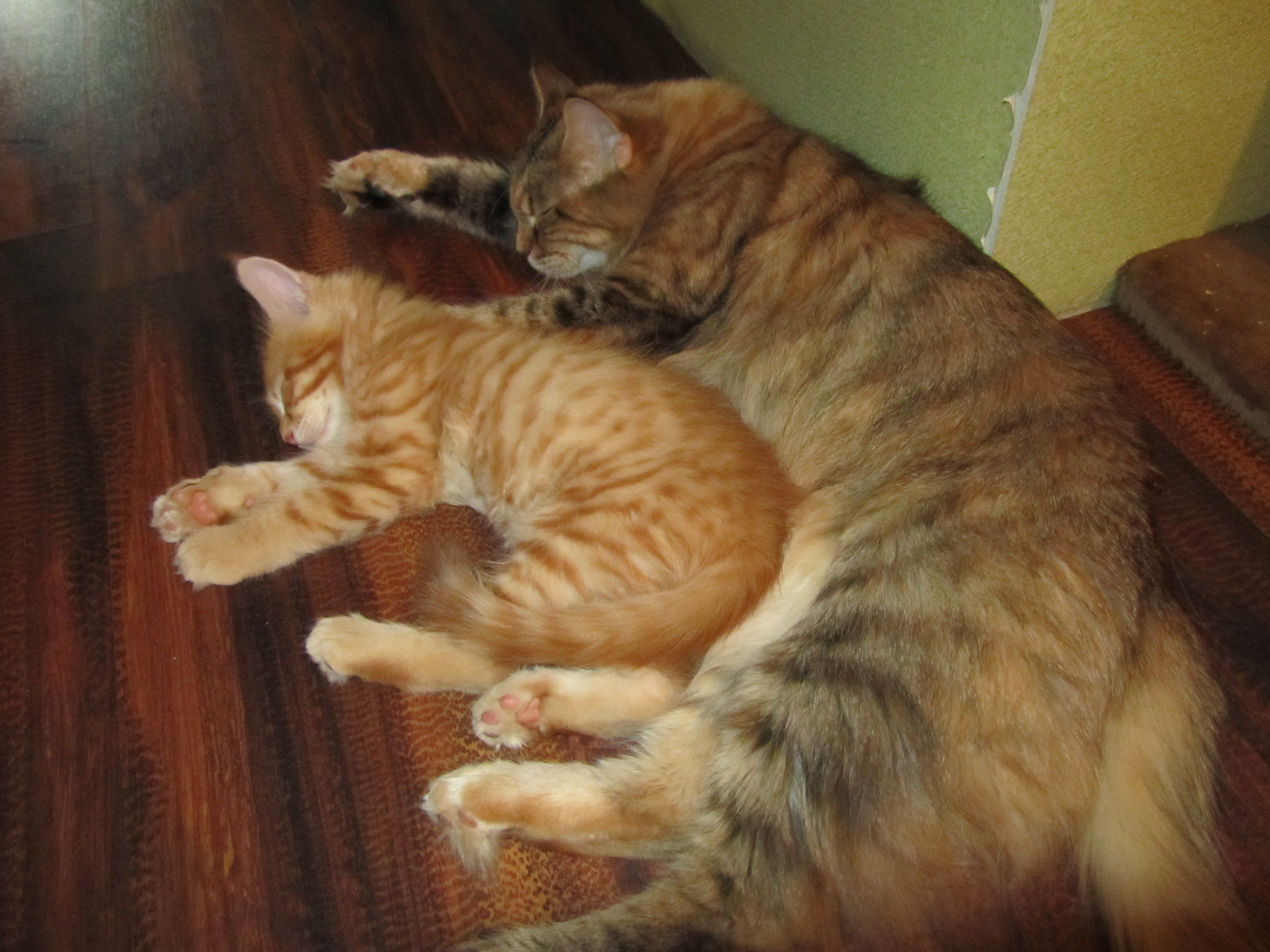 Котята мейн кун (IMG_0759)