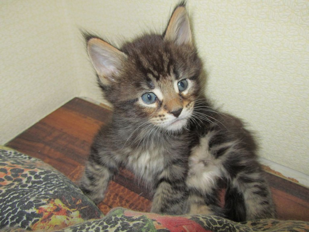 Котята мейн кун (IMG_1801)