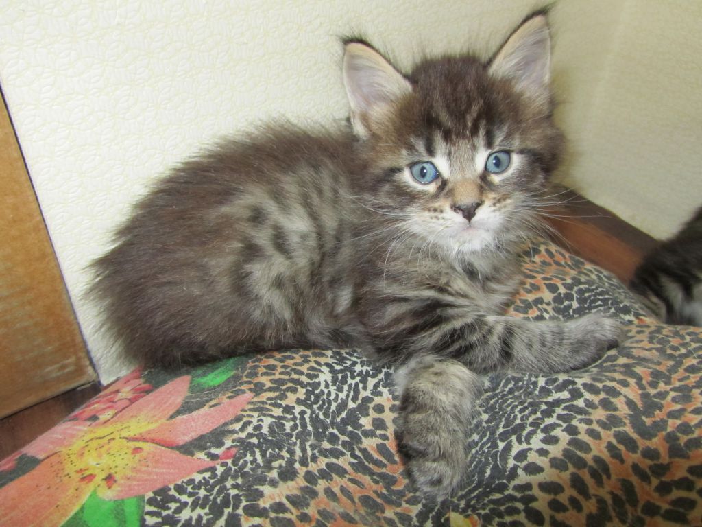 Котята мейн кун (IMG_1802)