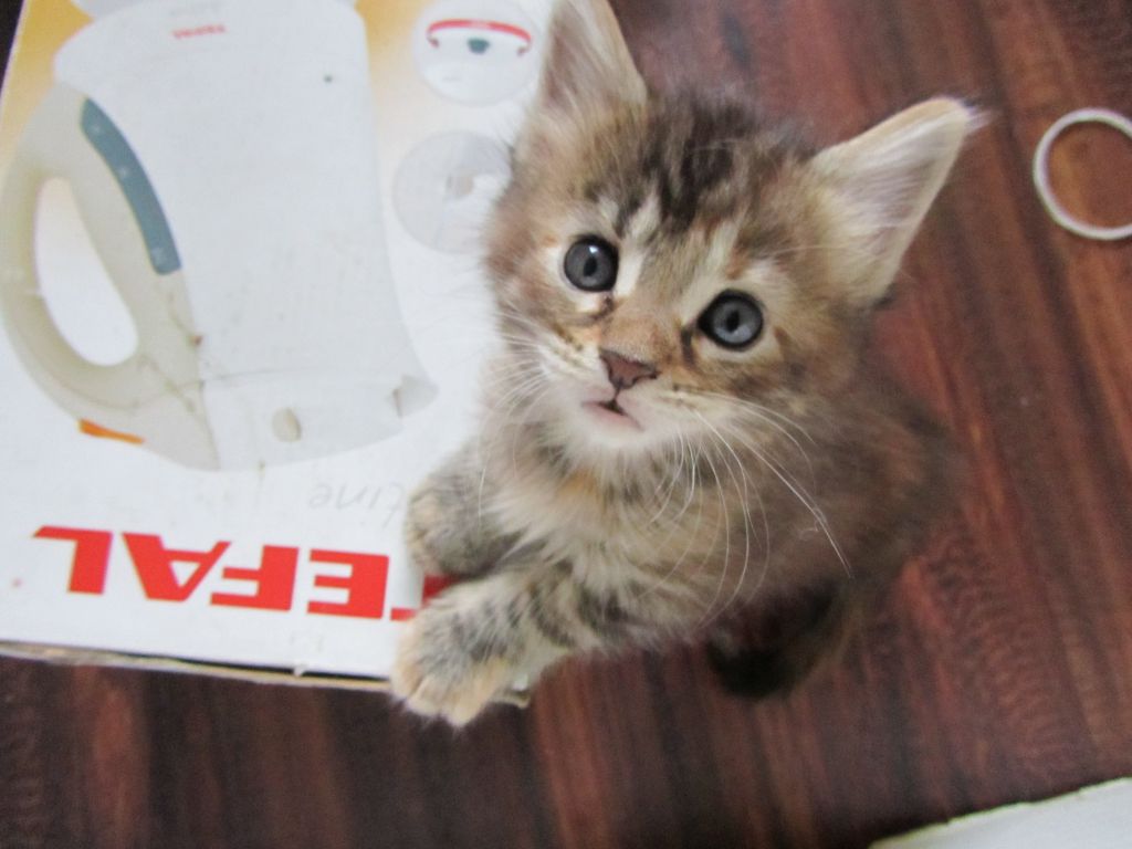 Котята мейн кун (IMG_1814)