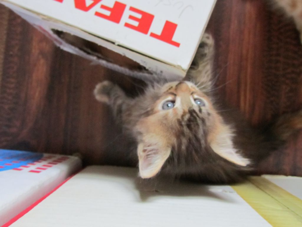 Котята мейн кун (IMG_1816)