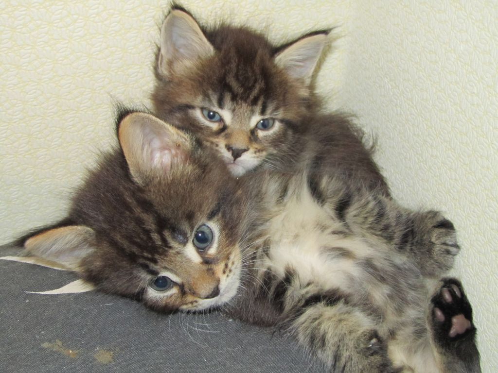 Котята мейн кун (IMG_1818)
