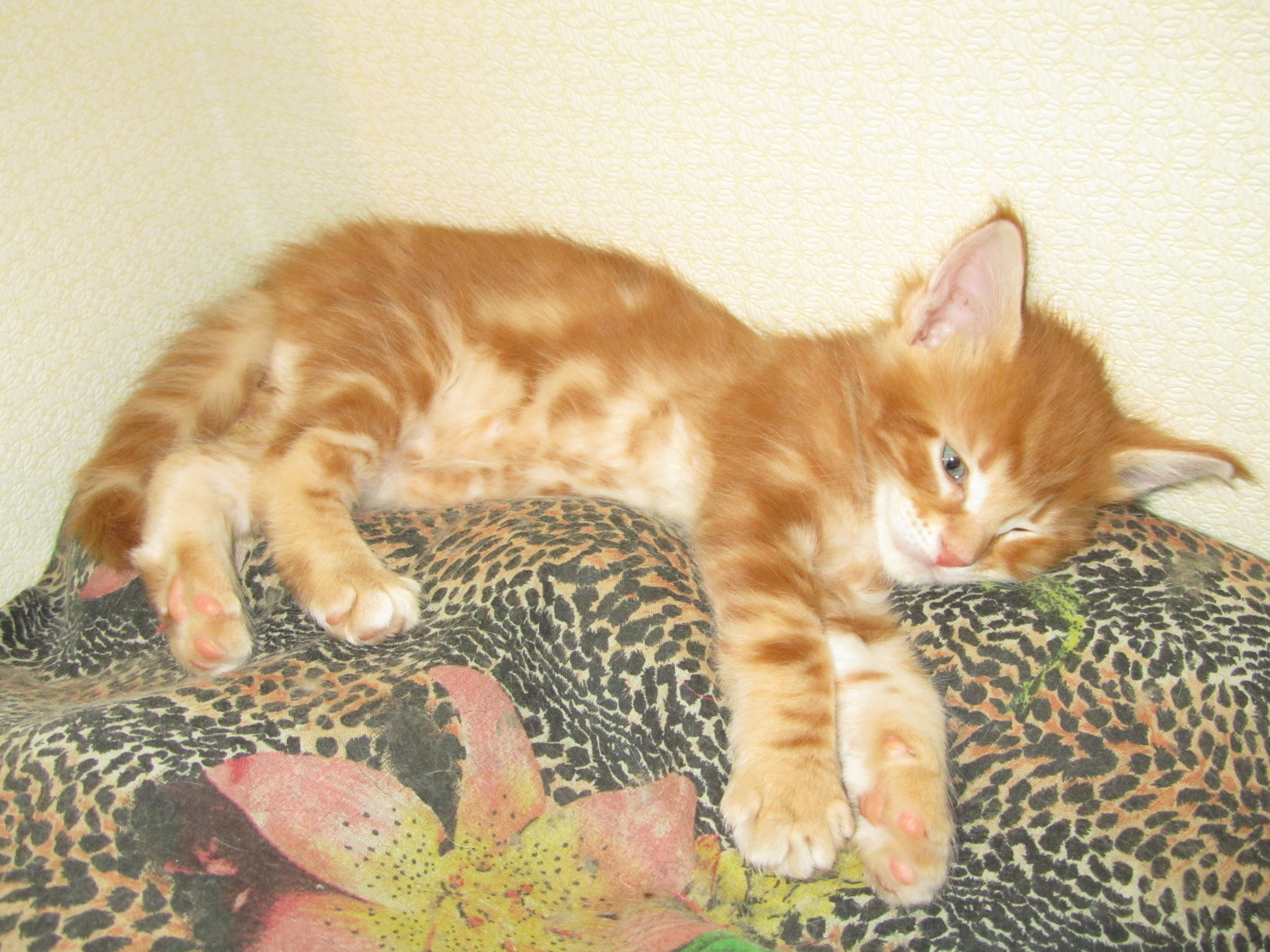 Котята мейн кун (IMG_1819)