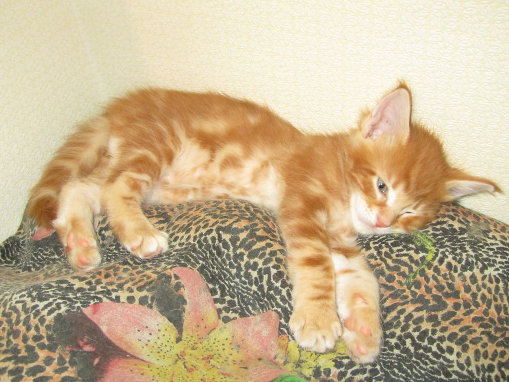 Котята мейн кун (IMG_1819)