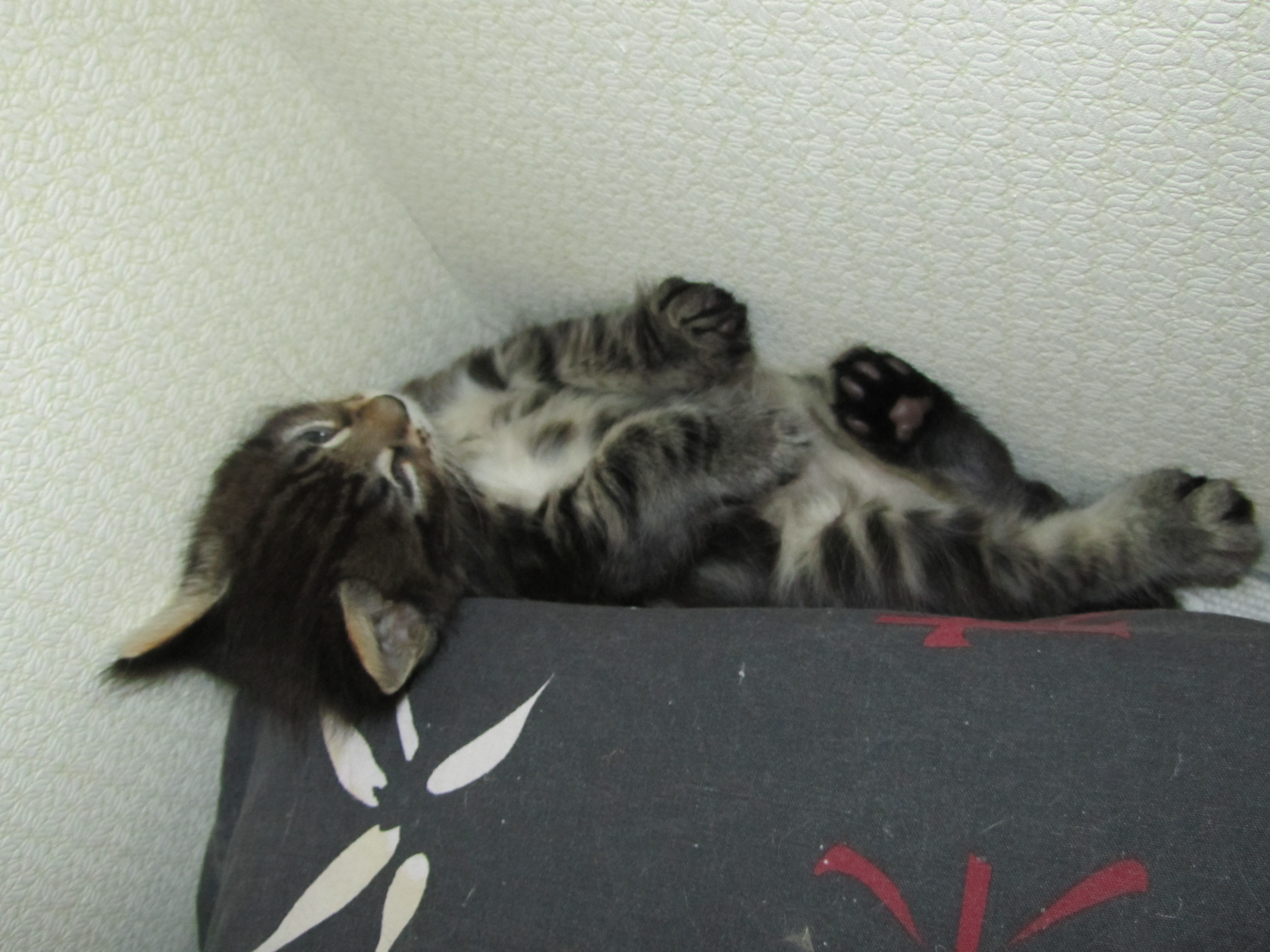 Котята мейн кун (IMG_1820)