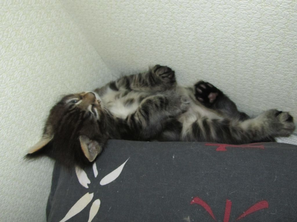 Котята мейн кун (IMG_1820)
