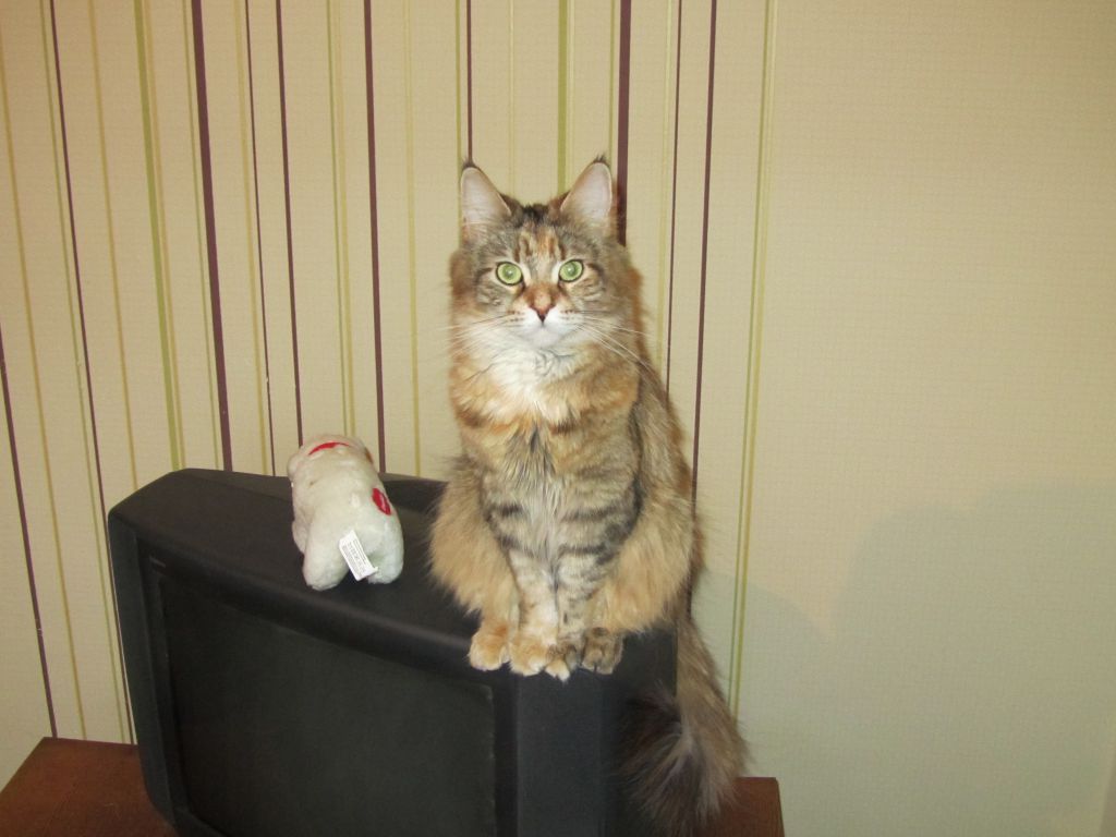 Кошка мейн кун Юки (IMG_0090)