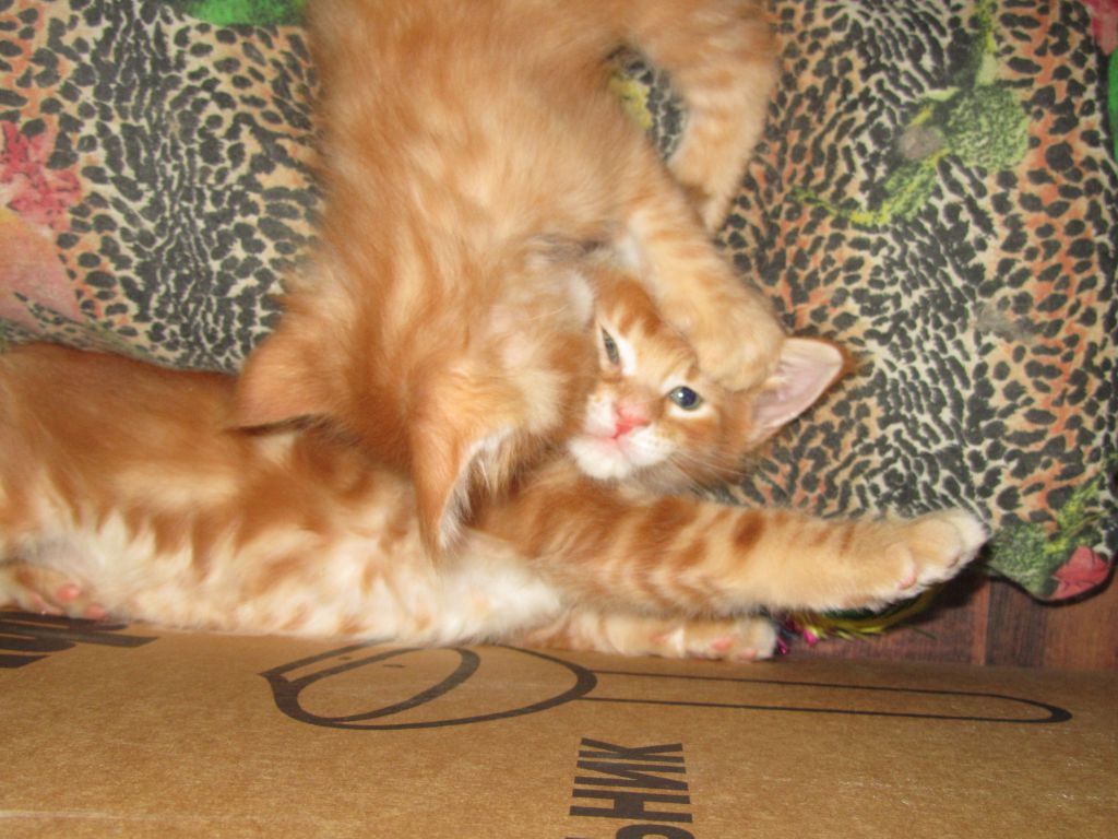 Котята мейн кун (IMG_1865)