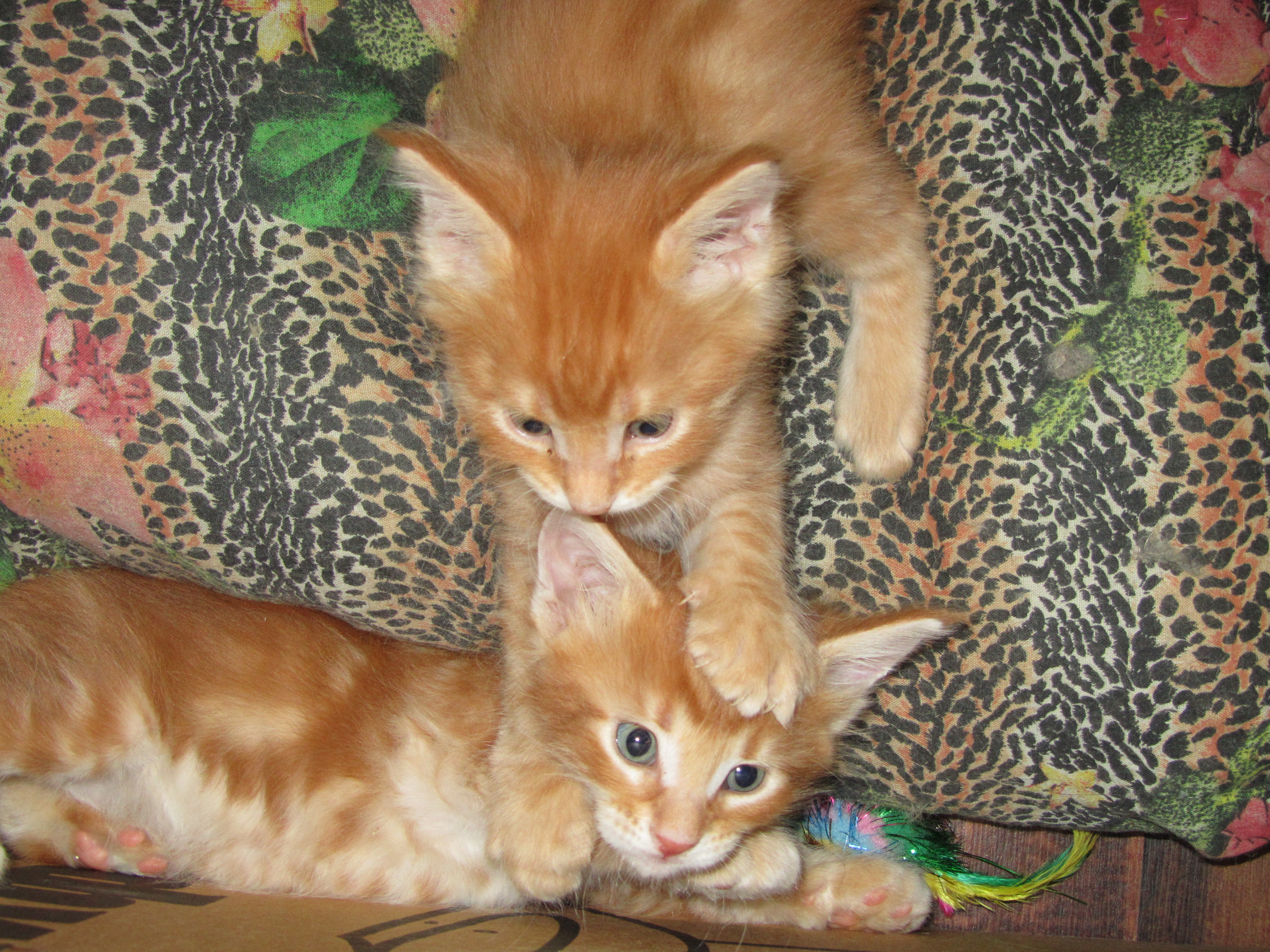 Котята мейн кун (IMG_1866)