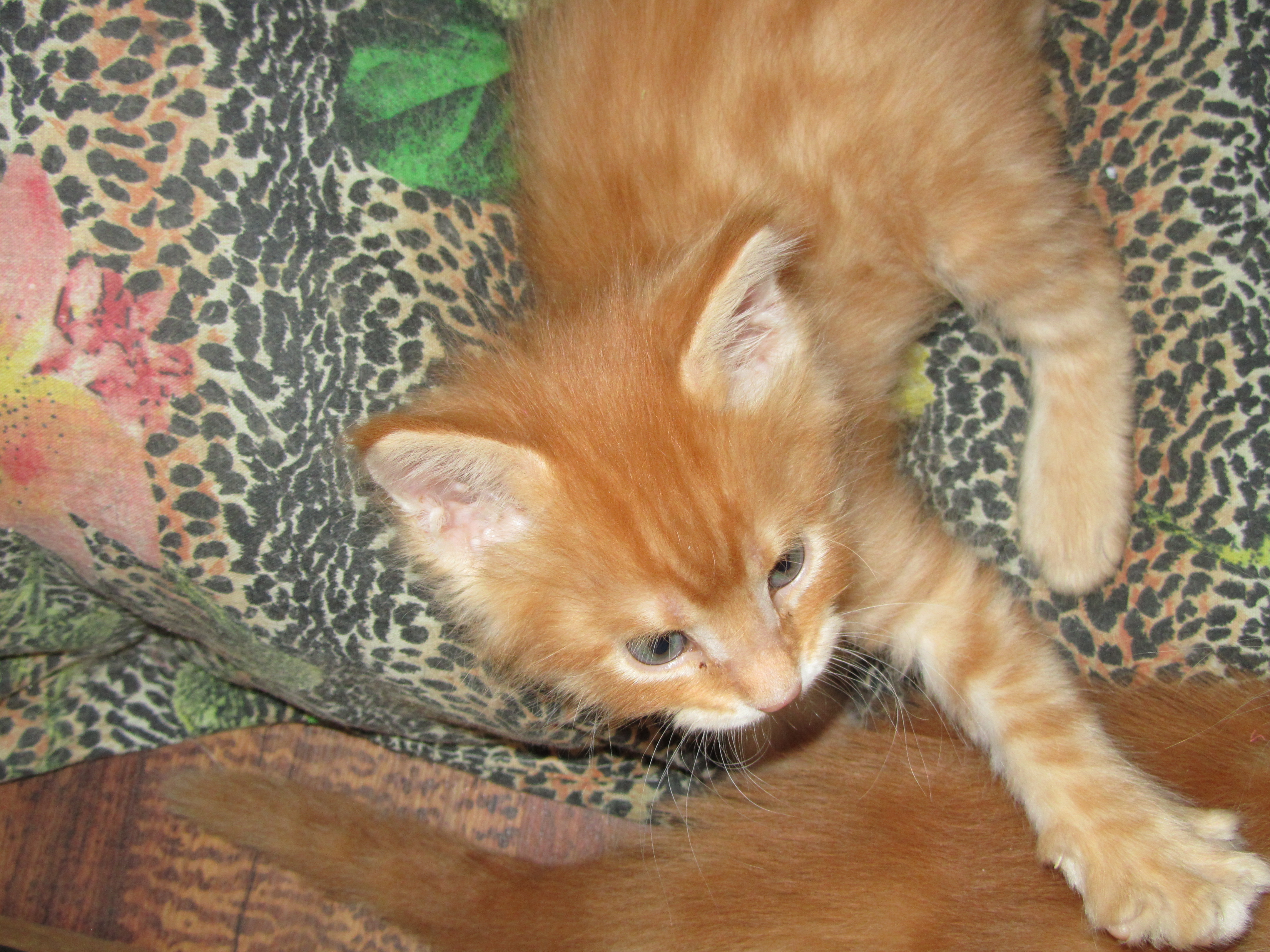 Котята мейн кун (IMG_1867)