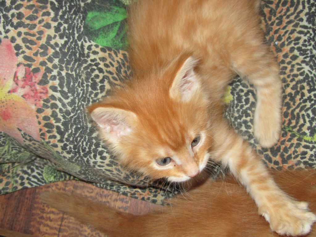 Котята мейн кун (IMG_1867)