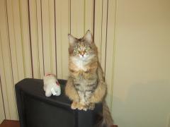 Кошка мейн кун Юки (IMG_0091)