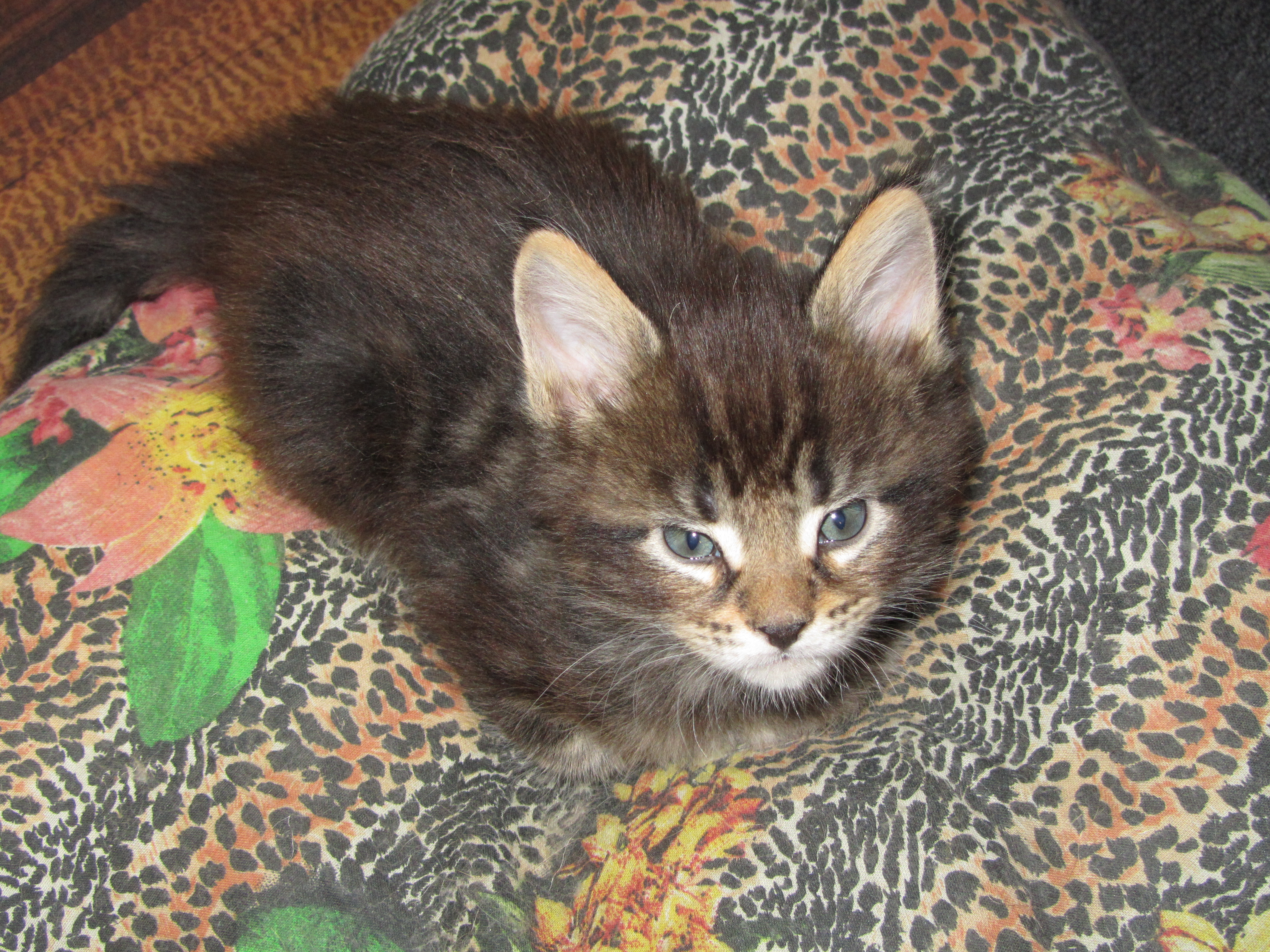 Котята мейн кун (IMG_1873)