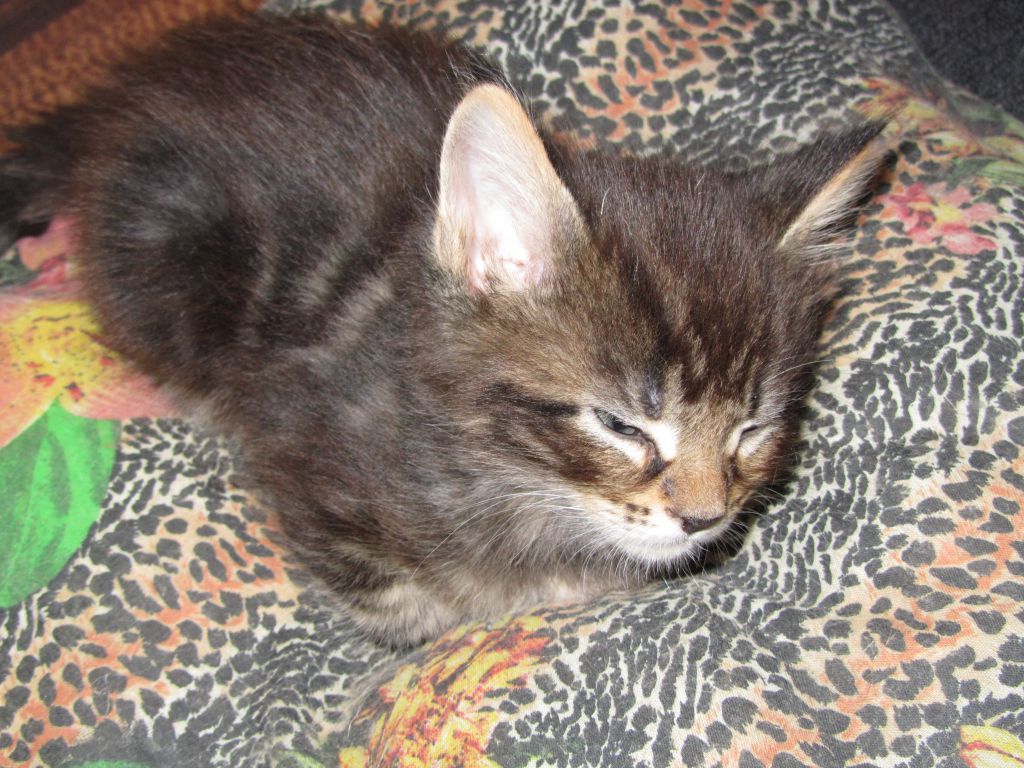 Котята мейн кун (IMG_1875)