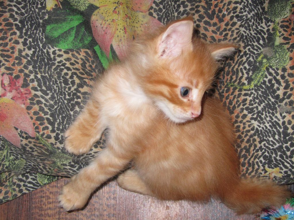 Котята мейн кун (IMG_1880)
