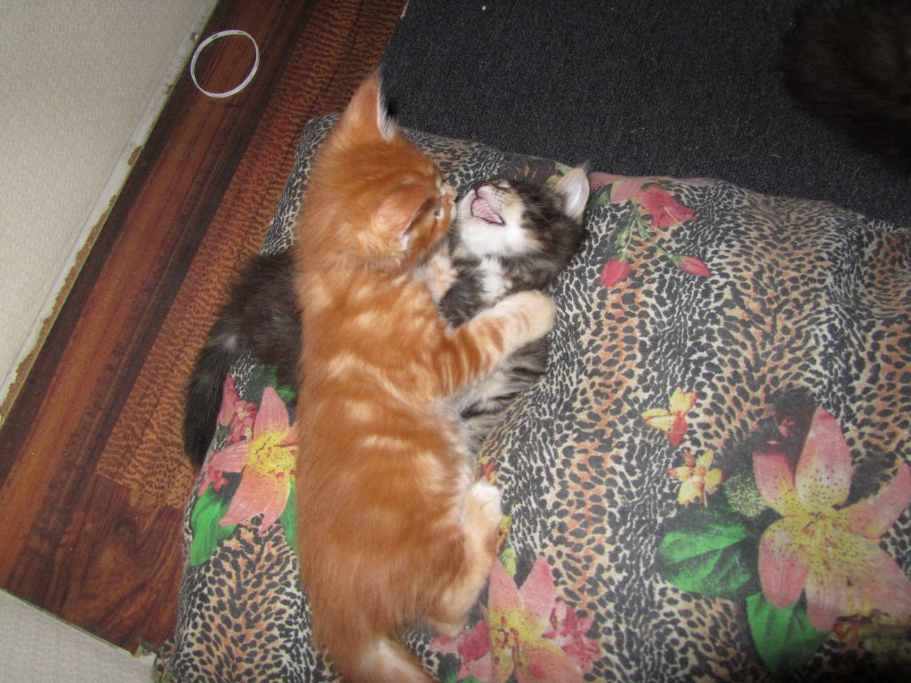 Котята мейн кун (IMG_1883)