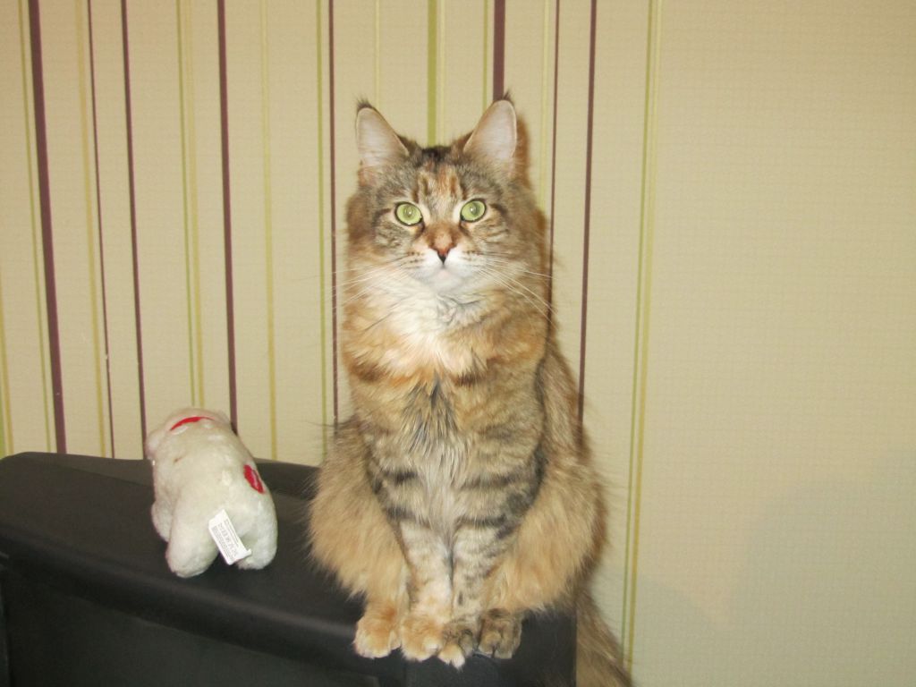 Кошка мейн кун Юки (IMG_0092)