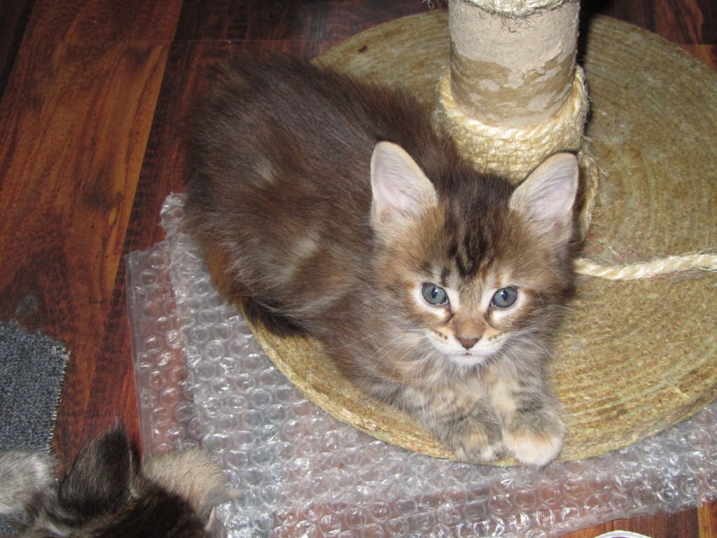Котята мейн кун (IMG_1885)