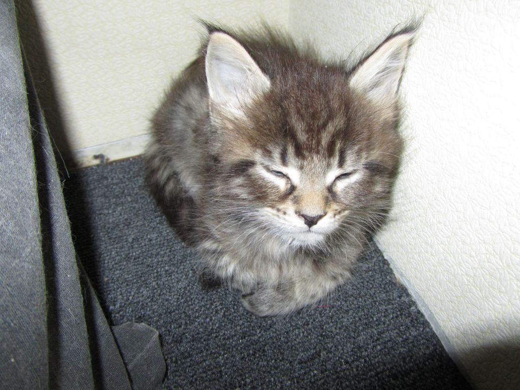 Котята мейн кун (IMG_1891)