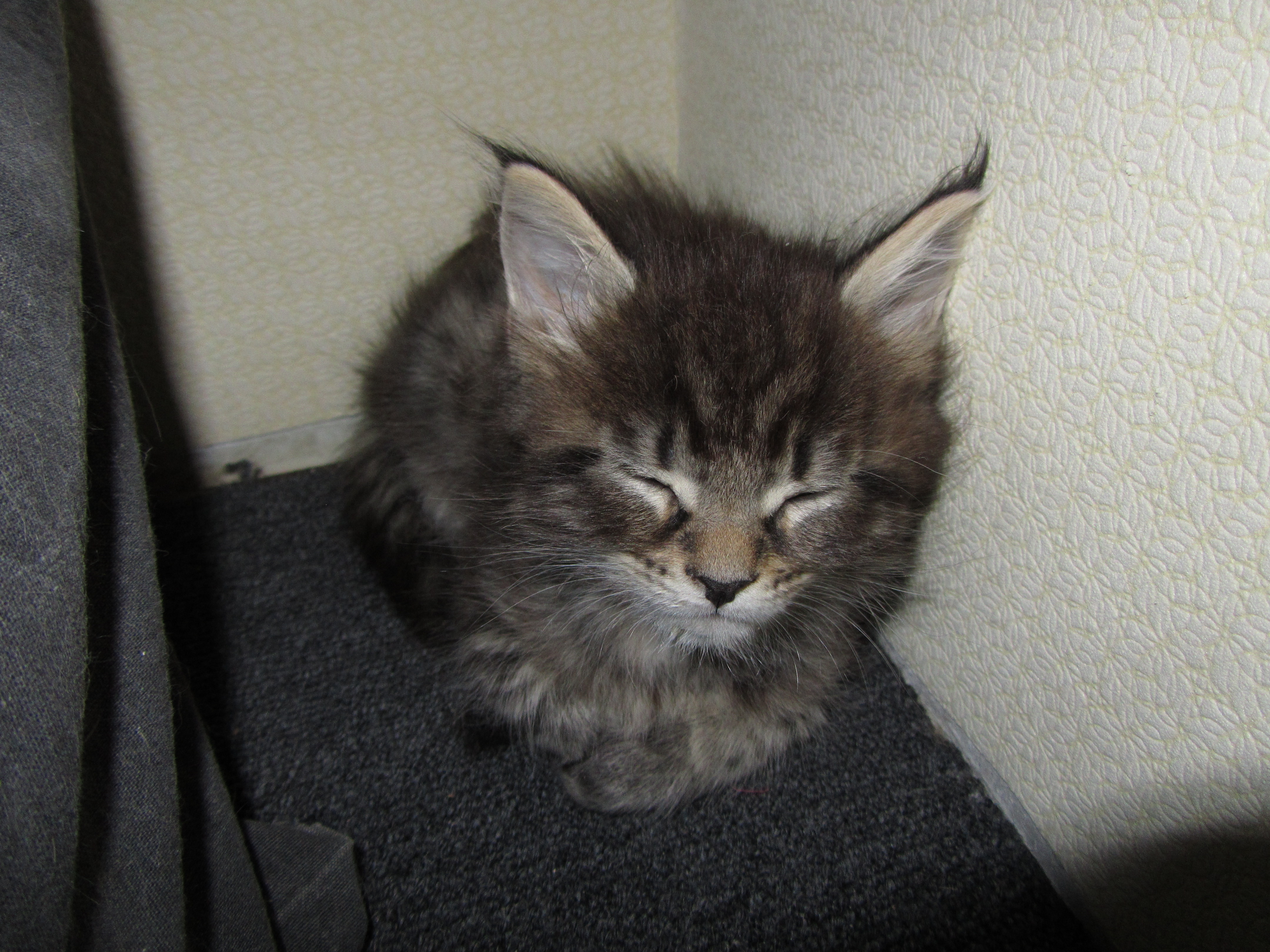 Котята мейн кун (IMG_1892)