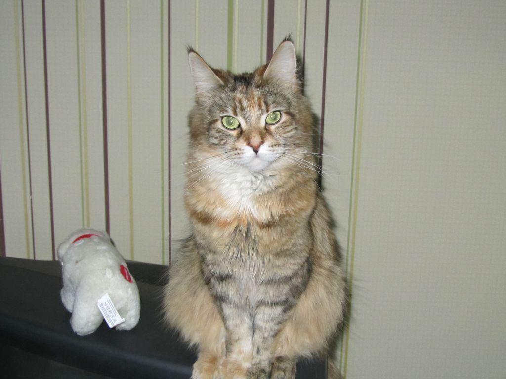 Кошка мейн кун Юки (IMG_0093)