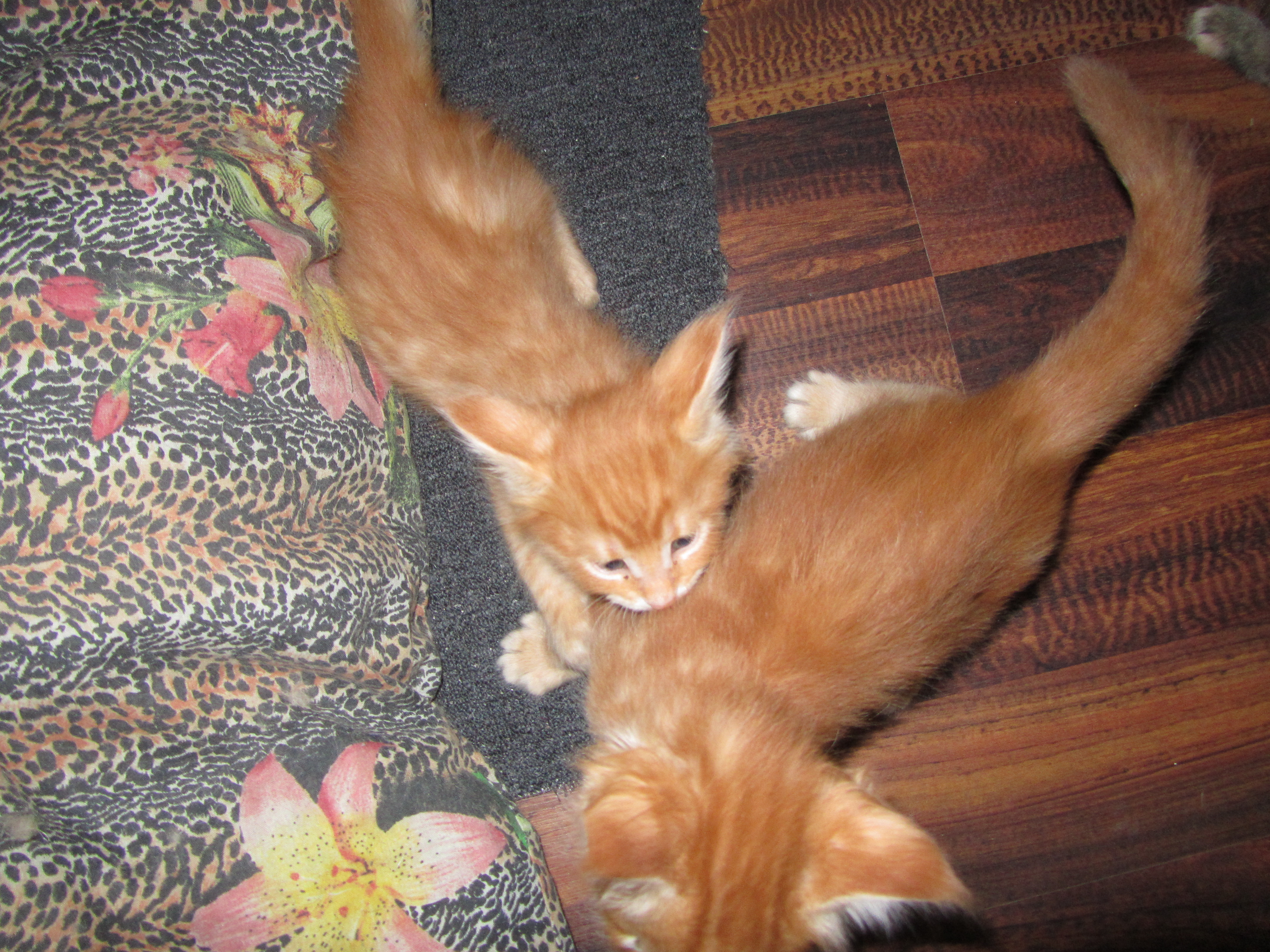 Котята мейн кун (IMG_1902)