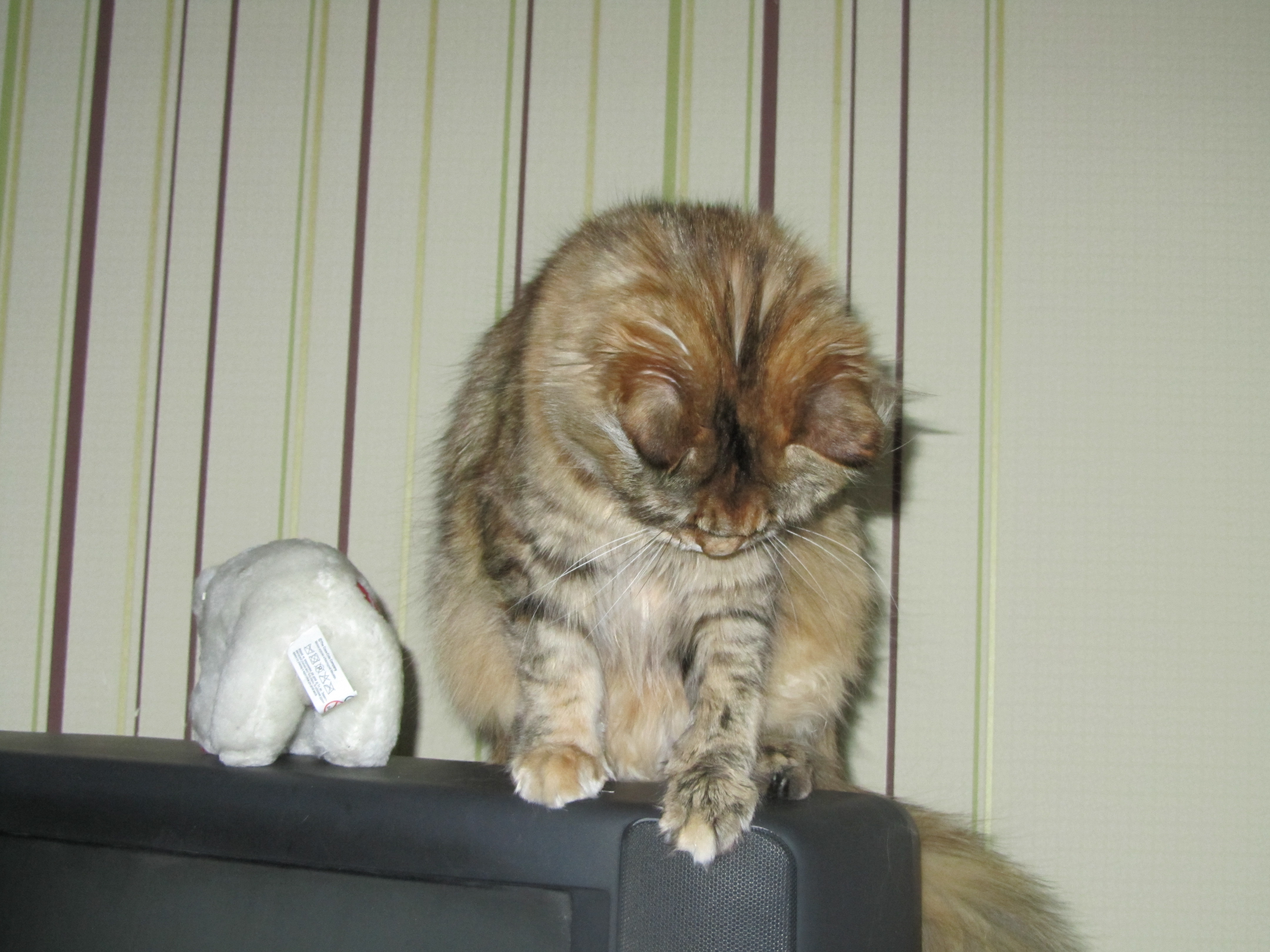 Кошка мейн кун Юки (IMG_0094)