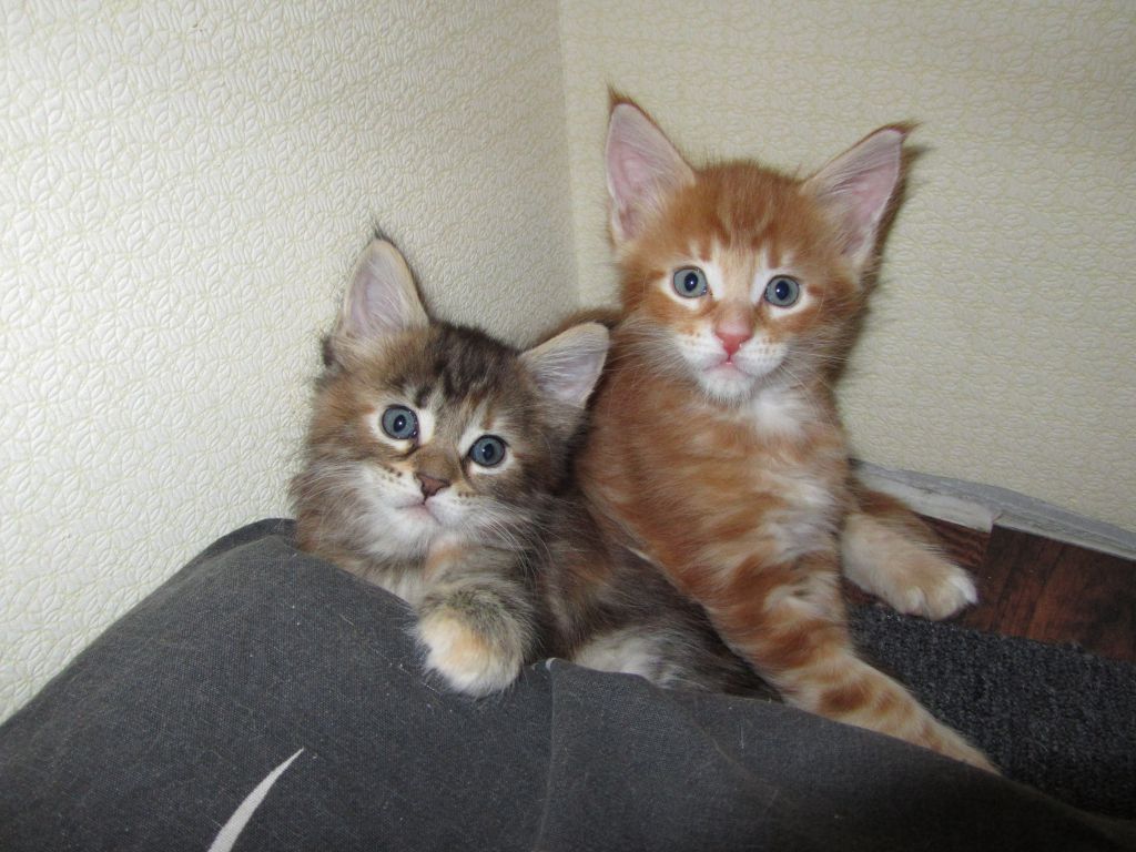 Котята мейн кун (IMG_1907)