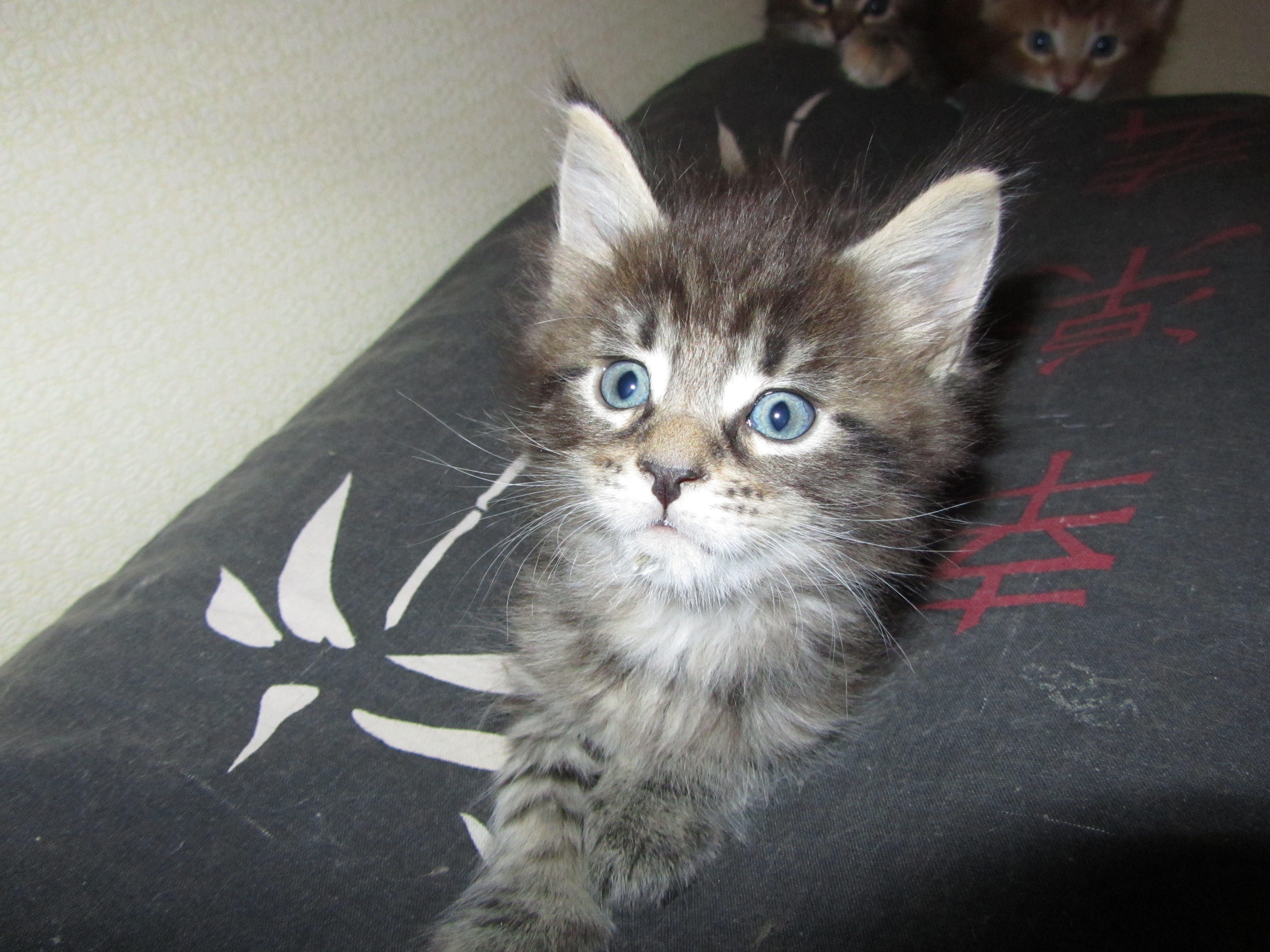 Котята мейн кун (IMG_1908)