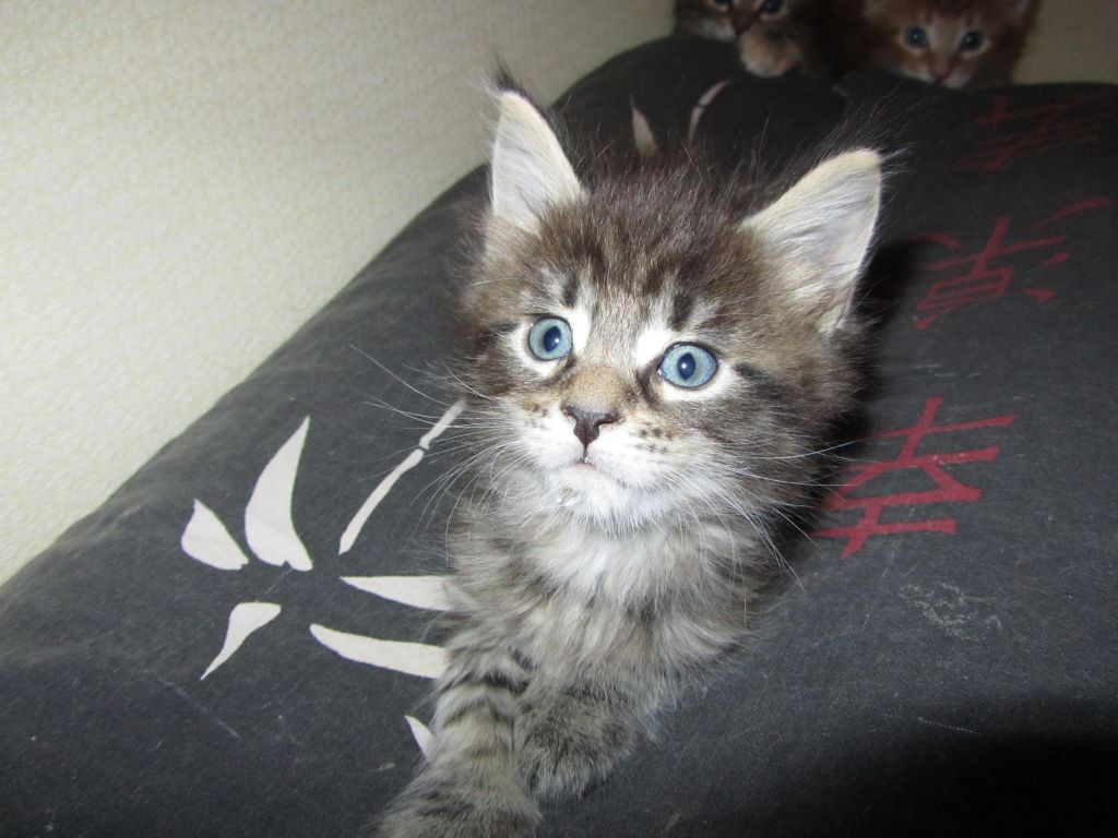 Котята мейн кун (IMG_1908)