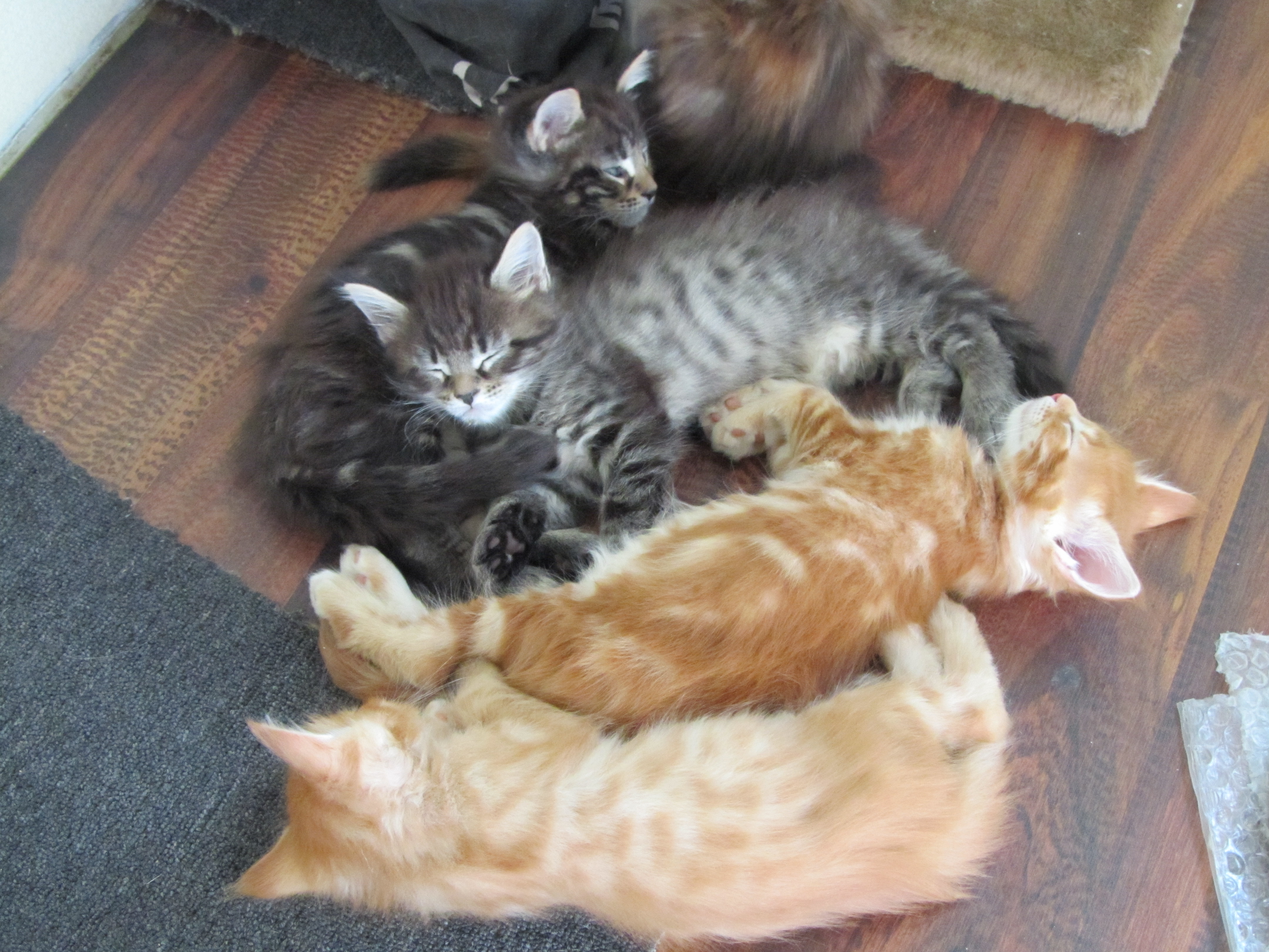Котята мейн кун (IMG_1914)