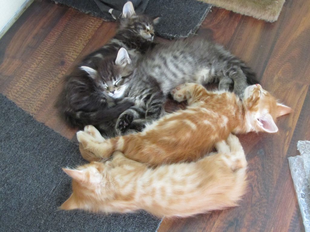 Котята мейн кун (IMG_1915)
