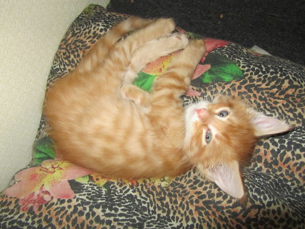 Котята мейн кун (IMG_1916)