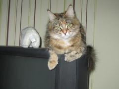 Кошка мейн кун Юки (IMG_0095)