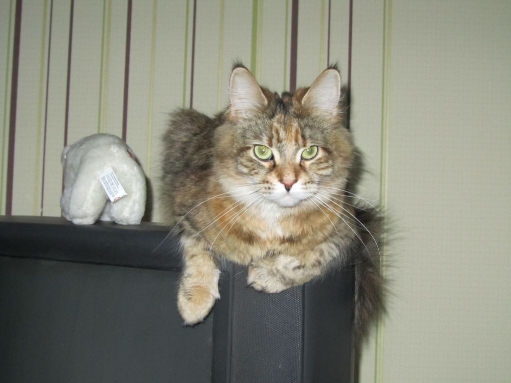 Кошка мейн кун Юки (IMG_0096)