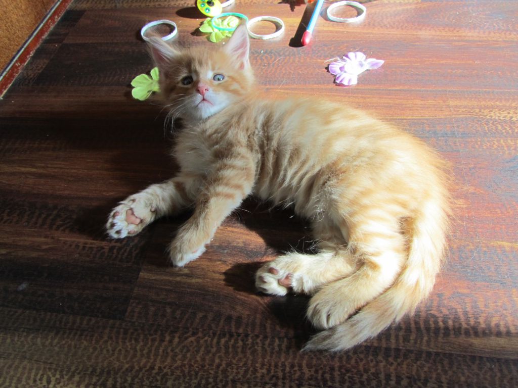 Котята мейн кун (IMG_1921)