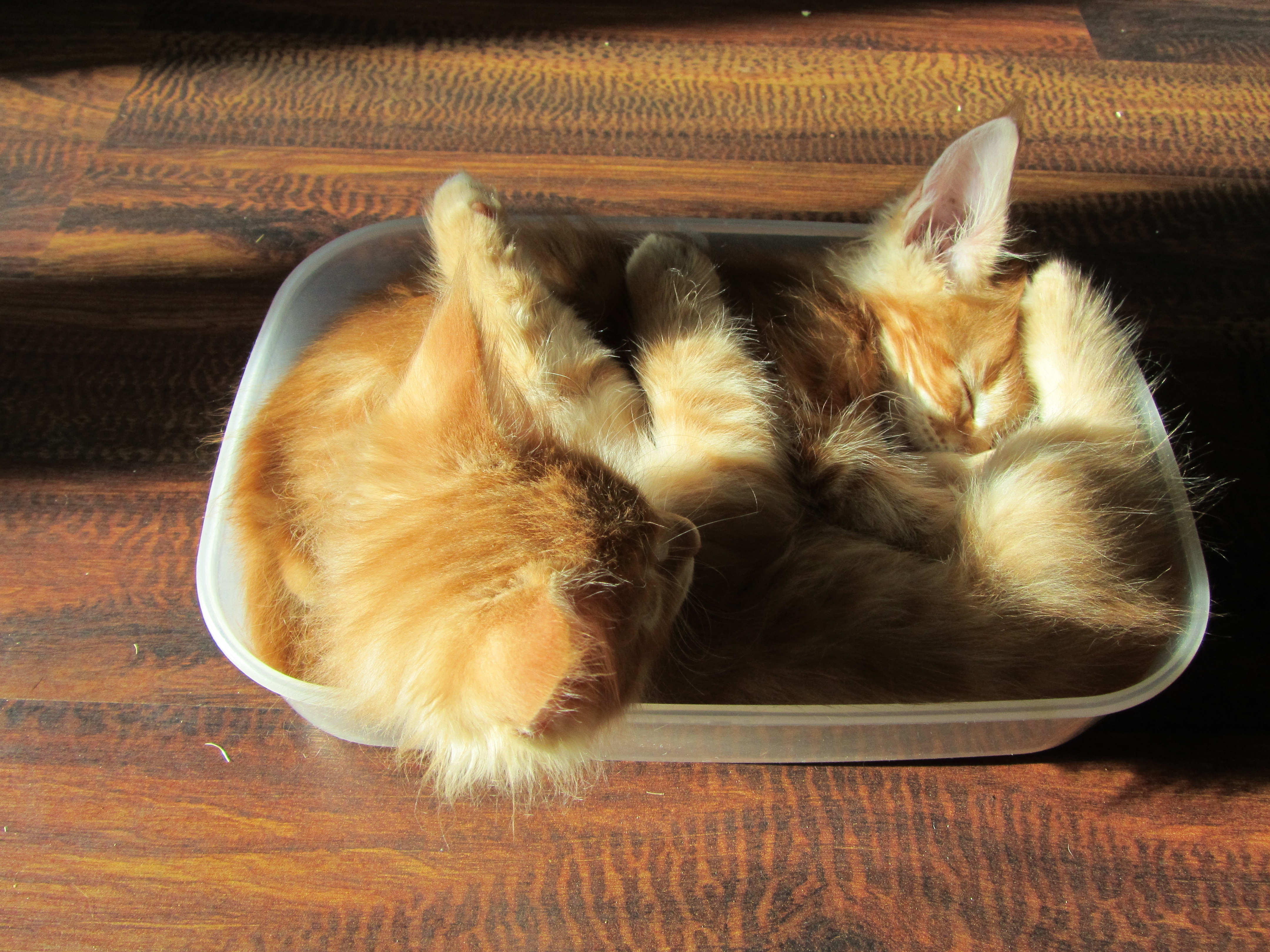 Котята мейн кун (IMG_1923)