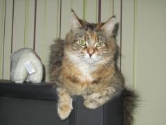 Кошка мейн кун Юки (IMG_0097)
