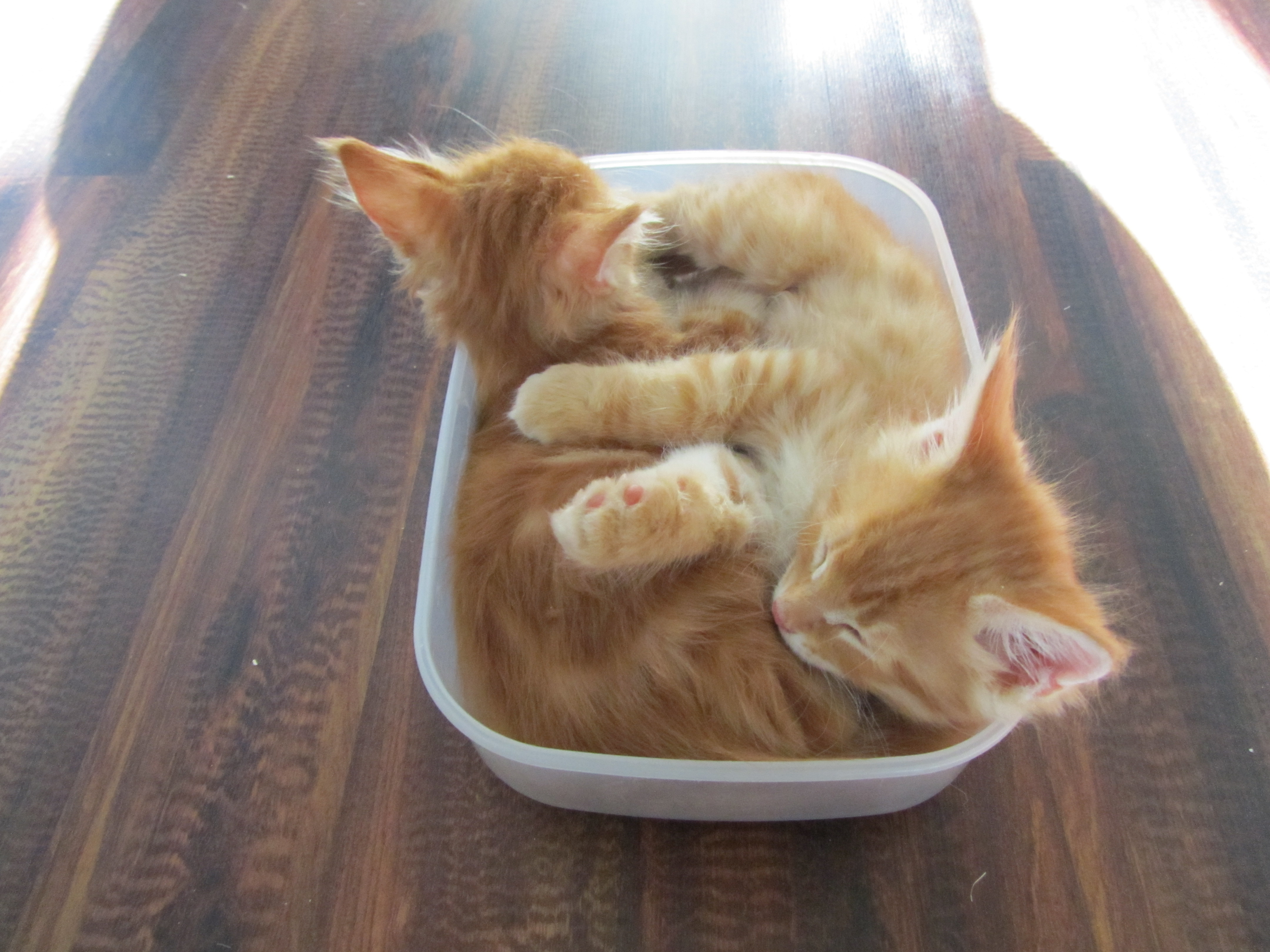 Котята мейн кун (IMG_1924)