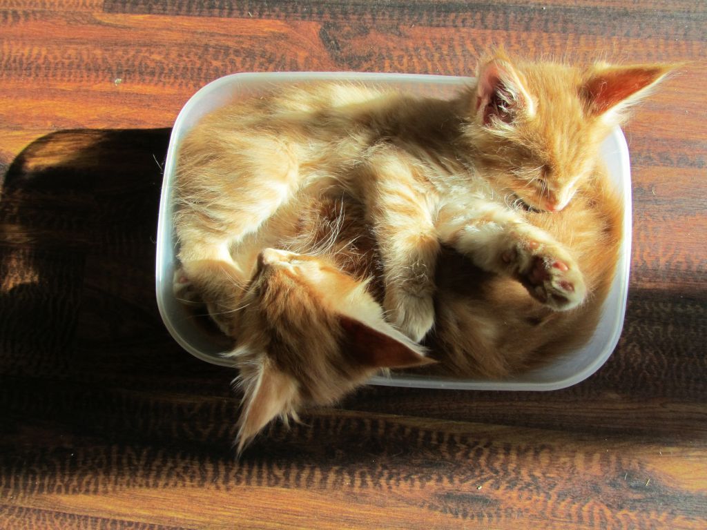 Котята мейн кун (IMG_1925)