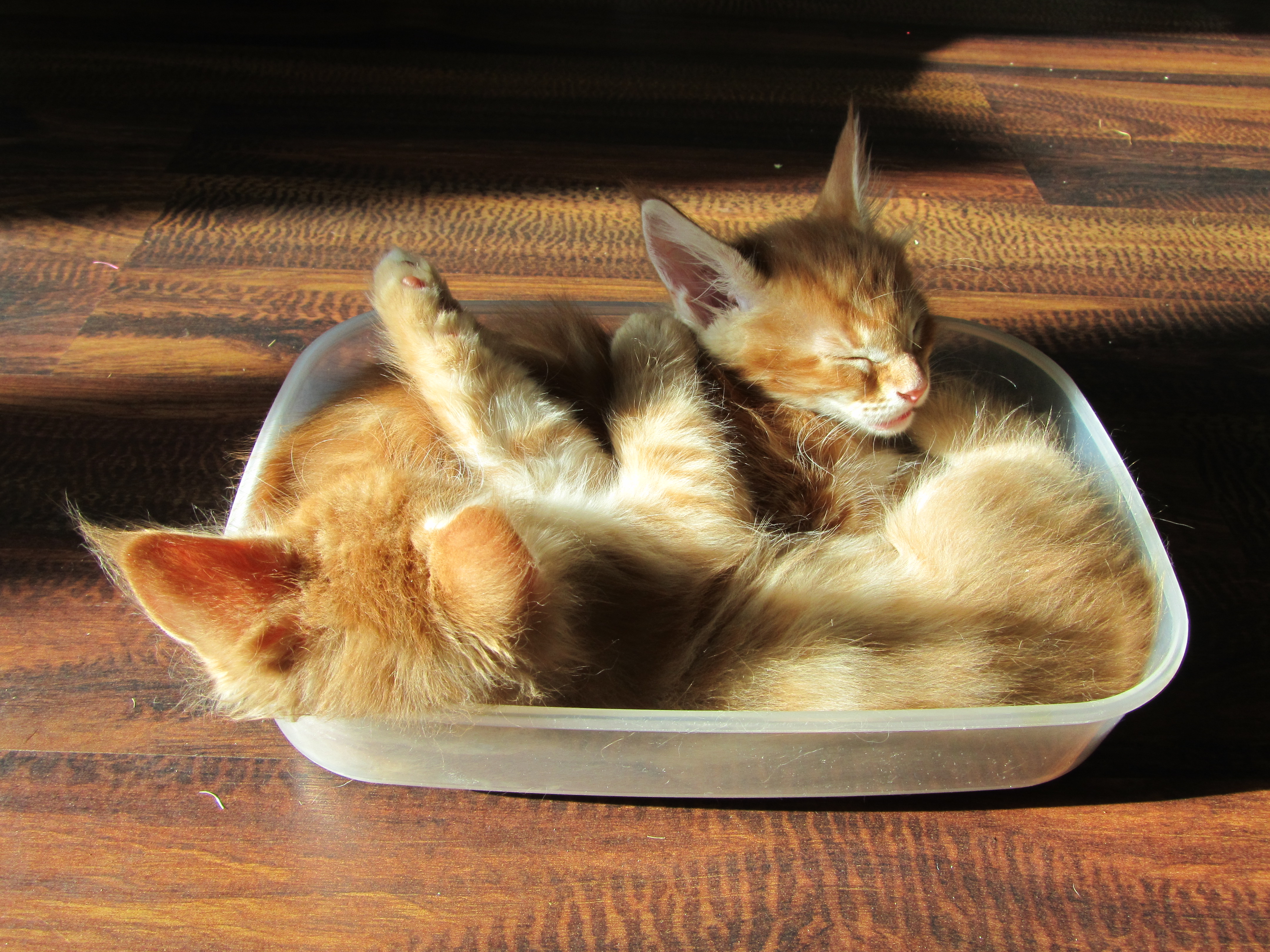 Котята мейн кун (IMG_1926)