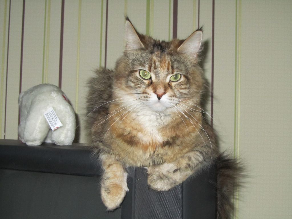 Кошка мейн кун Юки (IMG_0097)