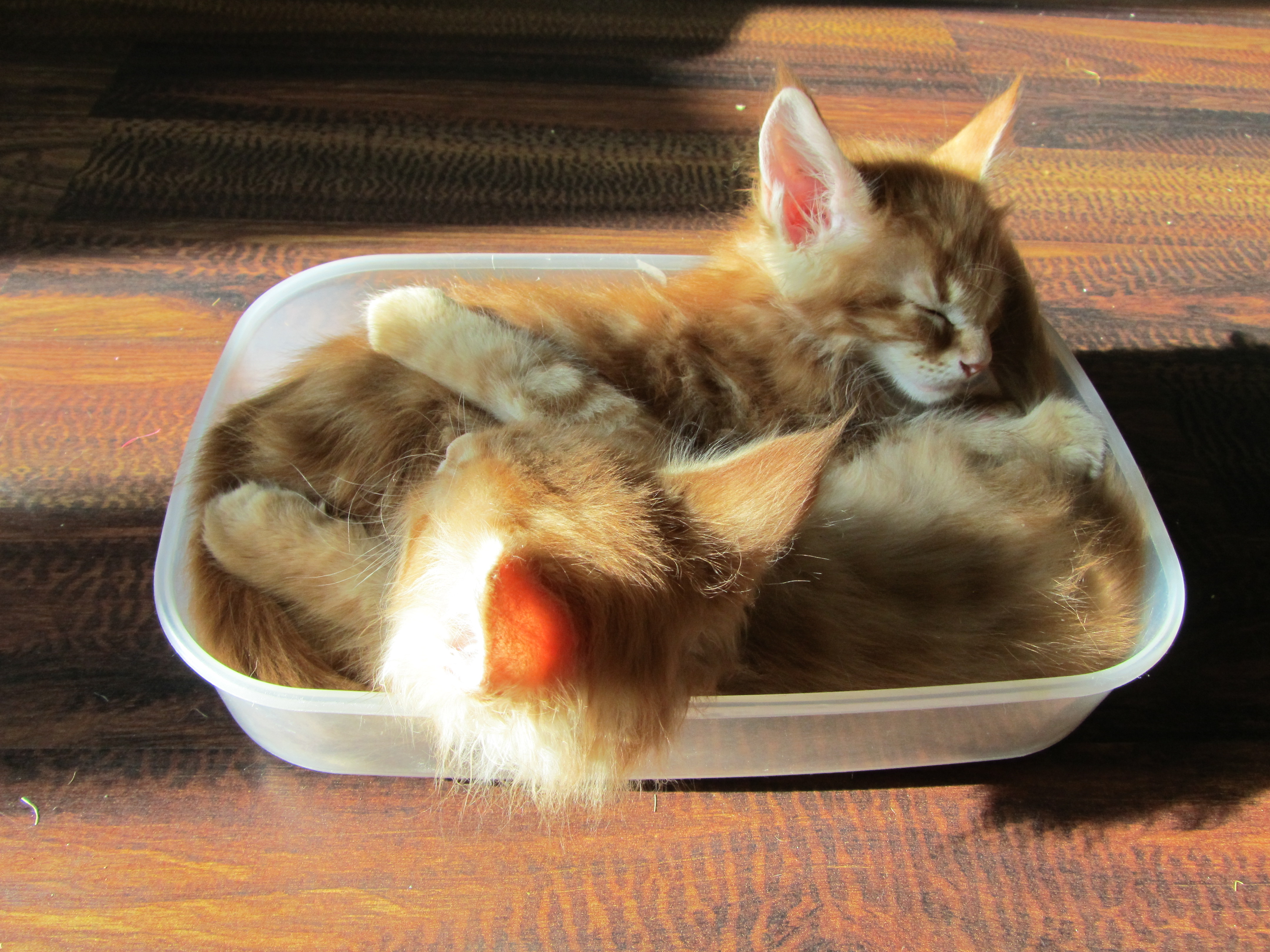 Котята мейн кун (IMG_1928)
