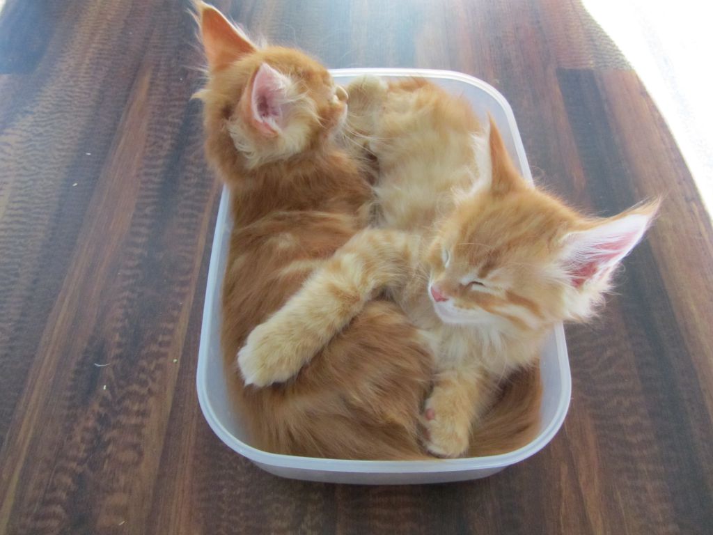 Котята мейн кун (IMG_1929)
