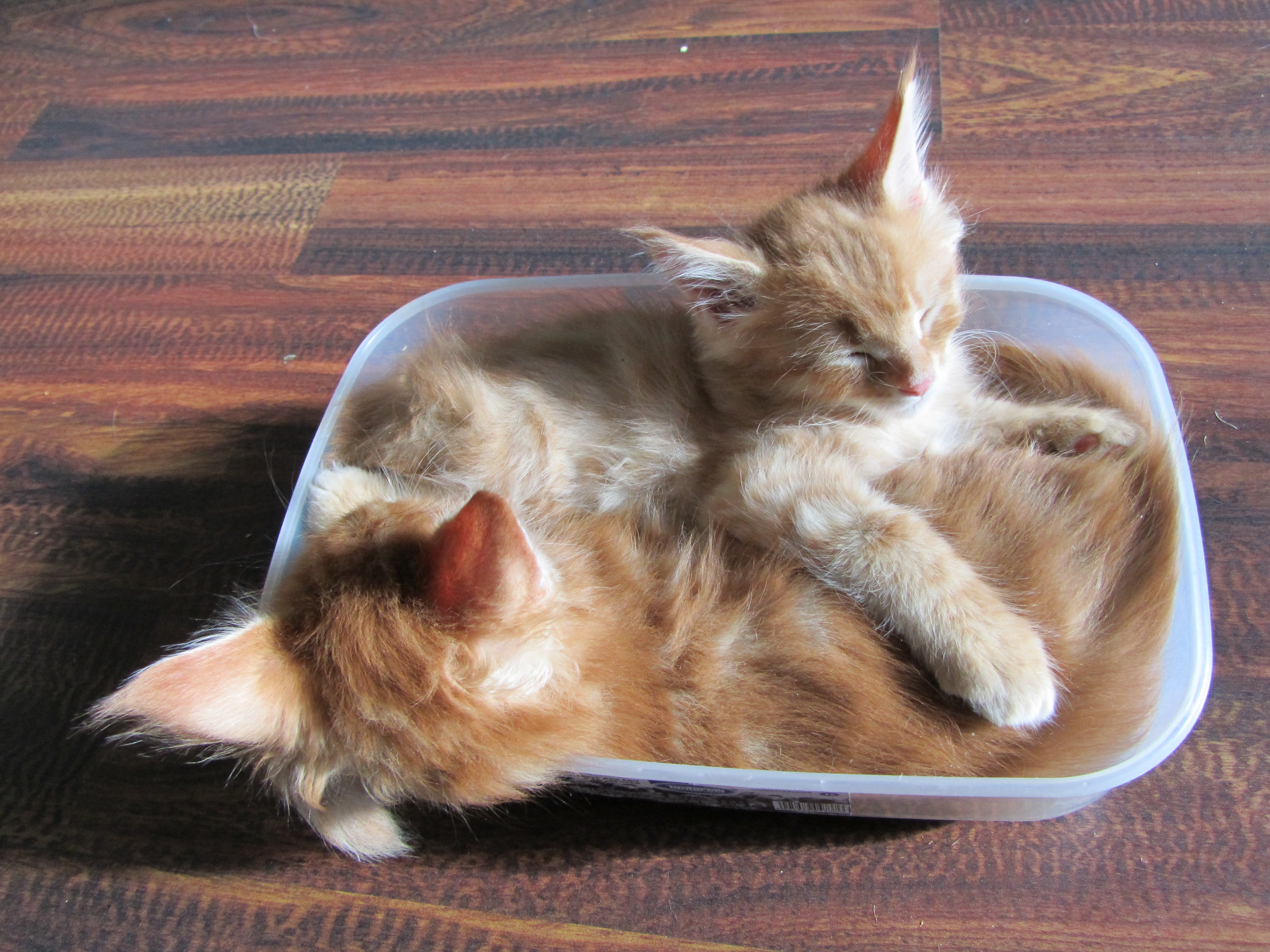 Котята мейн кун (IMG_1930)
