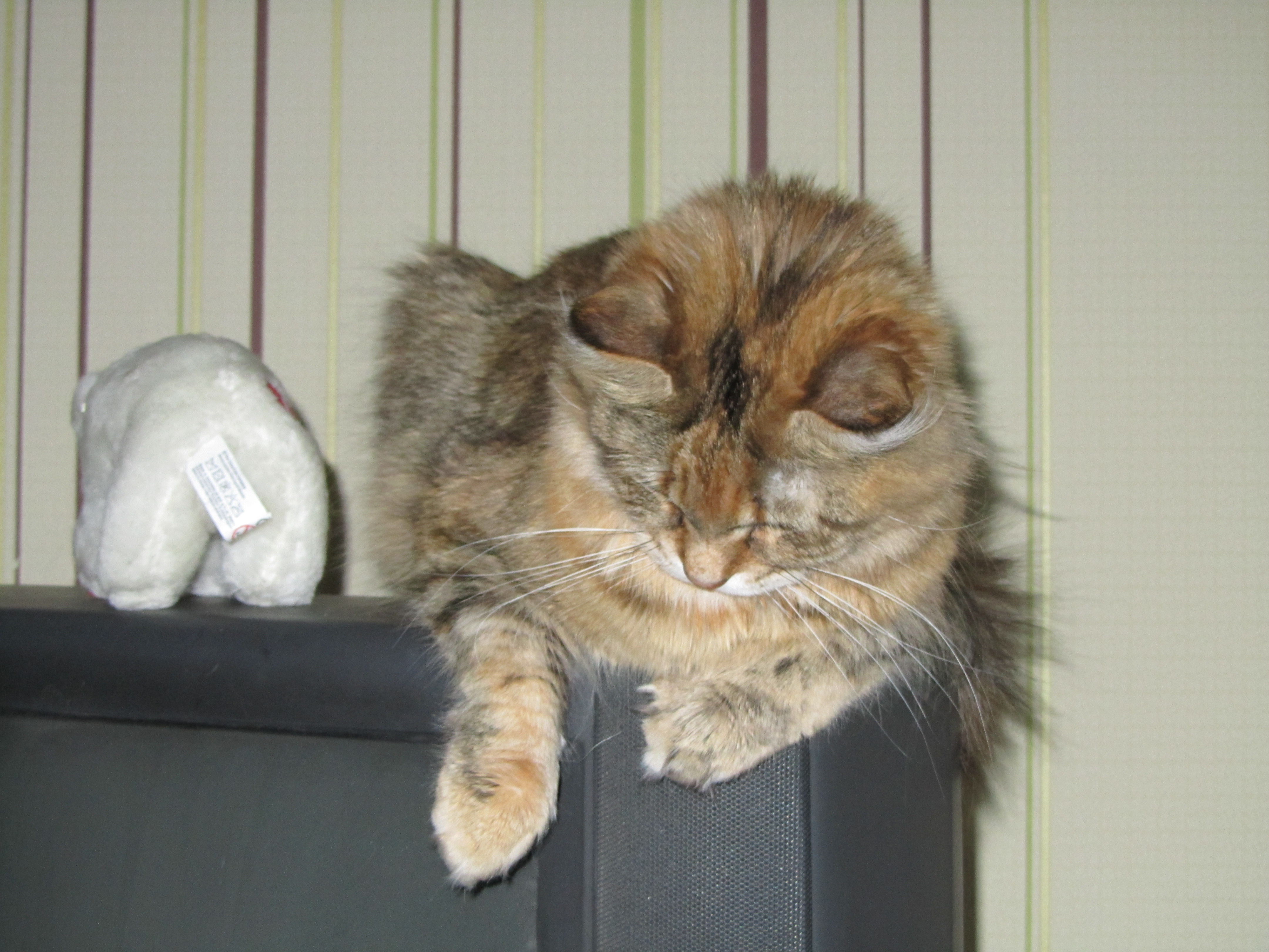 Кошка мейн кун Юки (IMG_0098)